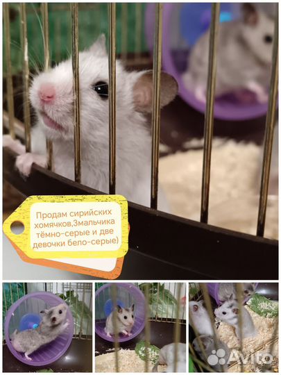 Лапочки хомячки джунгарики и сирийцы