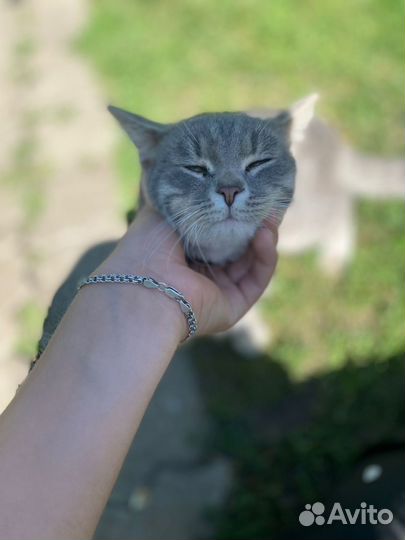 Котик