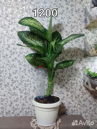 Комнатные растения