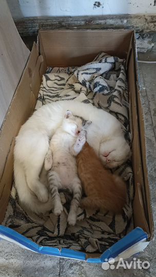 Котята в добрые руки