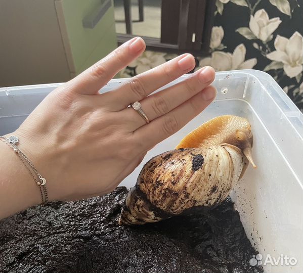 Улитка ахатина