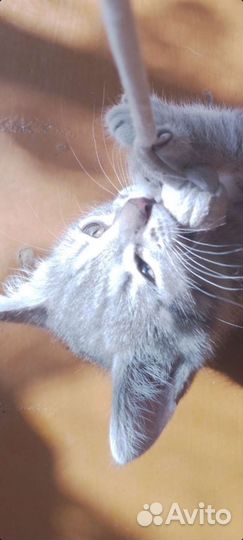 Кошка в дар