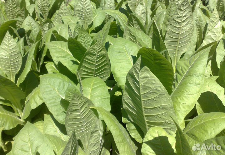 Семена табака