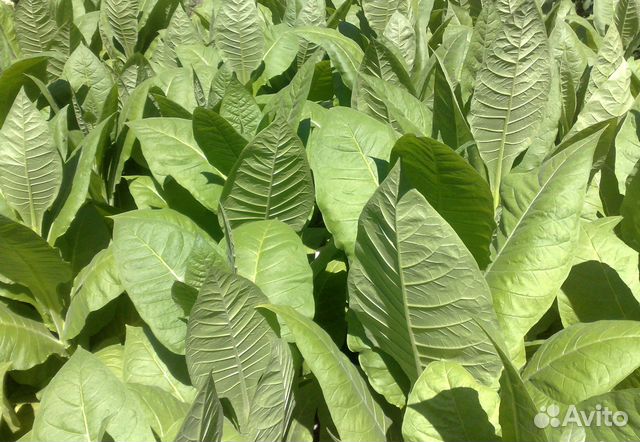 Семена табака