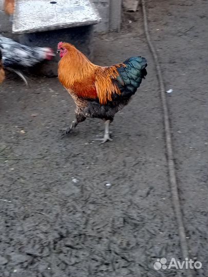 Петух