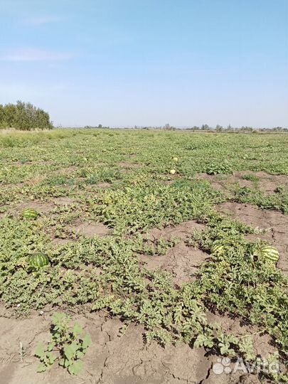 Арбузы и дыни