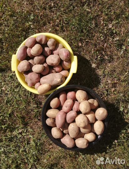 Картофель молодой, крупный, средний, семенной