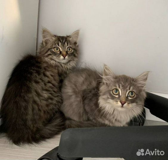 Котятки в добрые руки