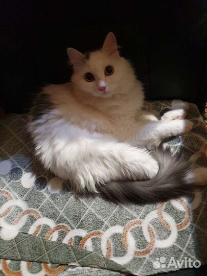 Кошка в дар бесплатно