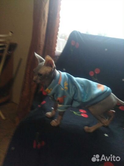 Домашние животные кошки