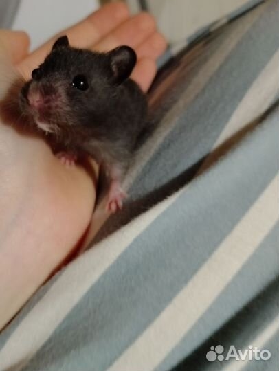 Хомяки чёрные сирийские