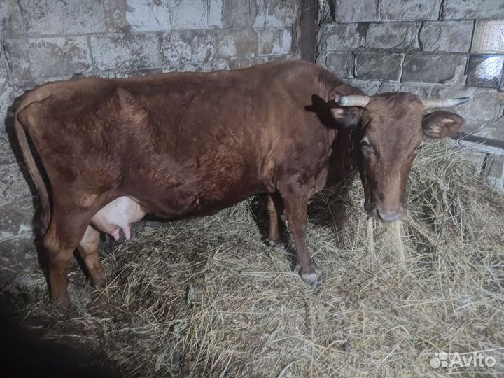 Корова дойная