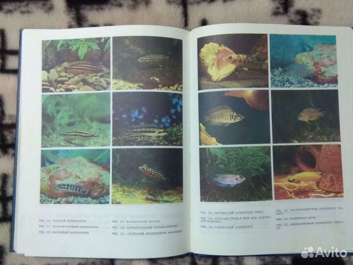 Книга Экзотические рыбы