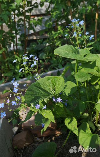 Рассада цветов