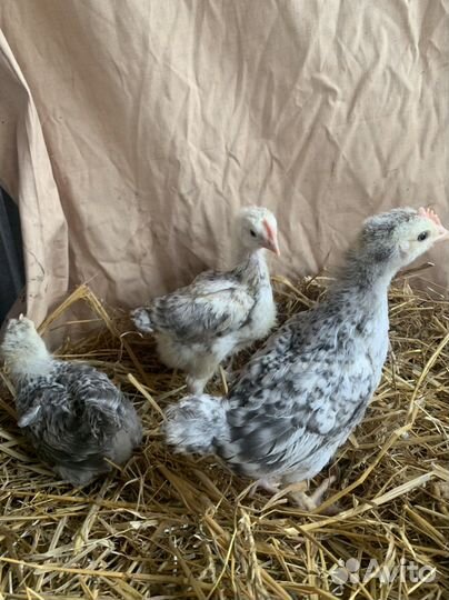 Леггорн мраморный петушки