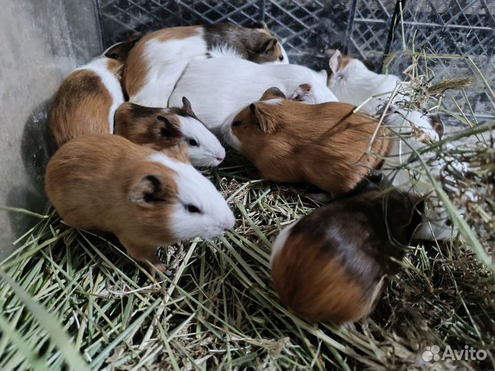 Морская свинка