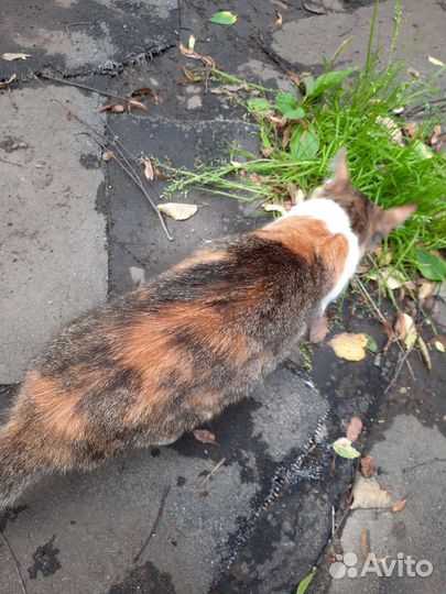 Кошка кошечка