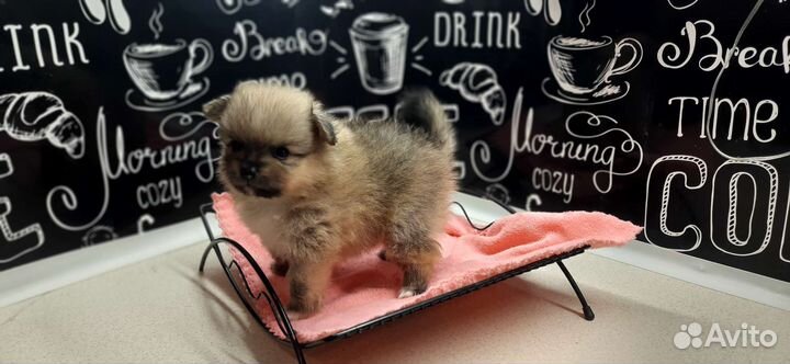 Щенки шпица