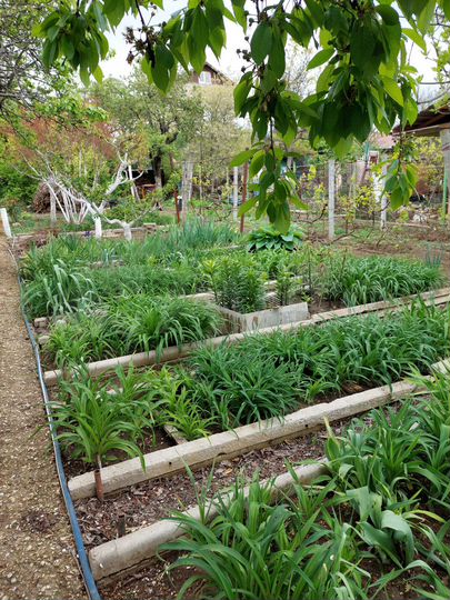 Участок 7,5 сот. (СНТ, ДНП)