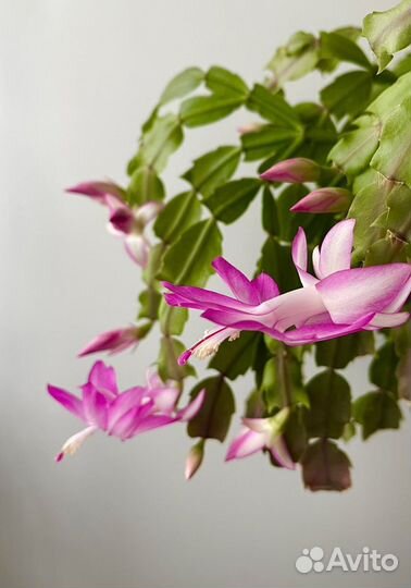 Декабрист шлюмбергера “Дарк Ева»