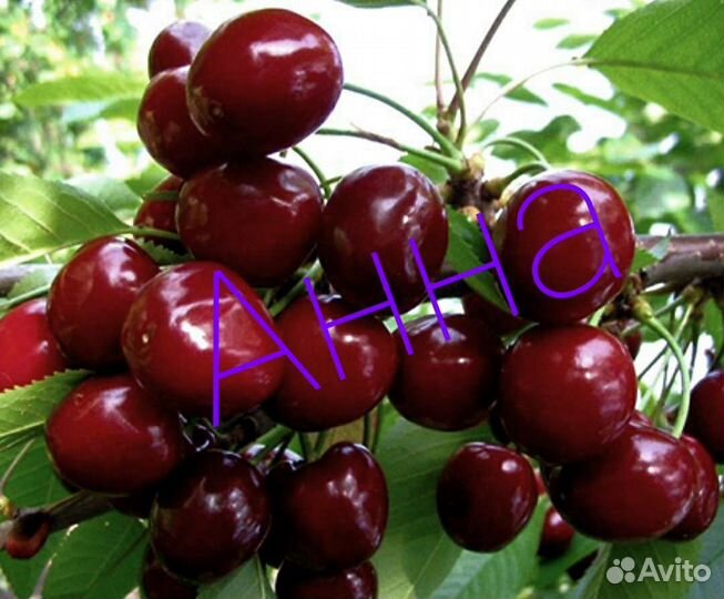 Продам саженцы