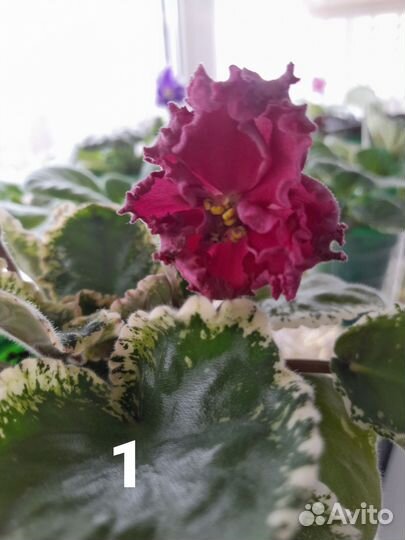 Сортовые фиалки листик