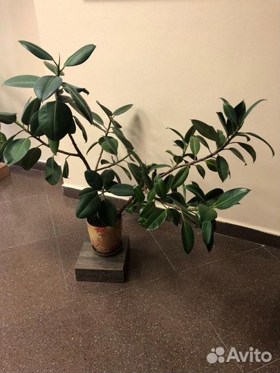 Комнатные растения цветы большие