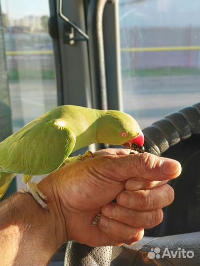 Ожереловый попугай