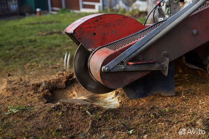 Спил деревьев