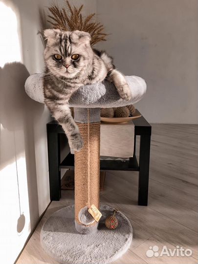 Новая когтеточка для кошек