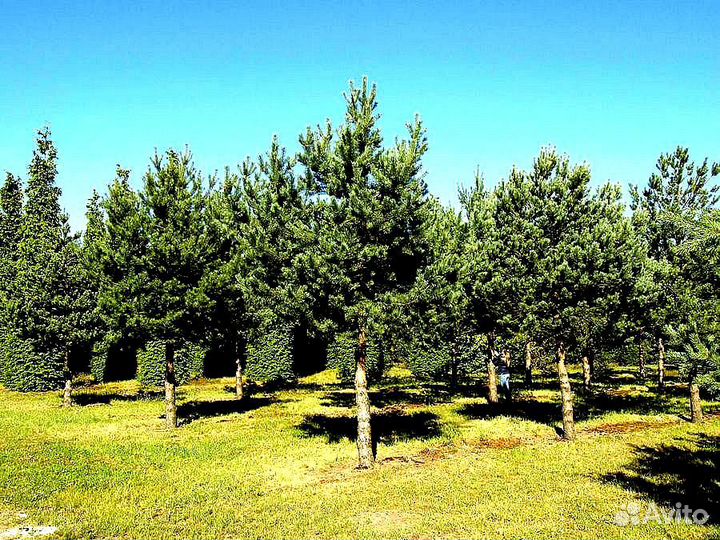 Высокая сосна на участок