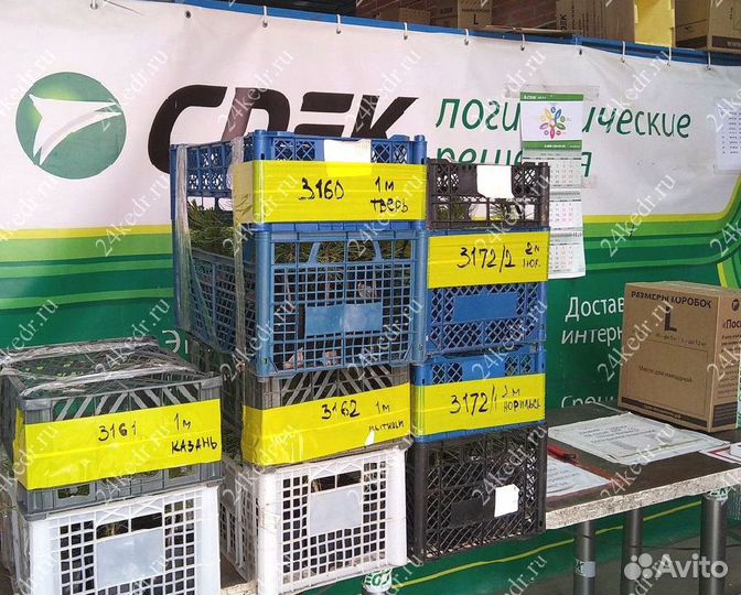 Сибирский кедр. Саженцы