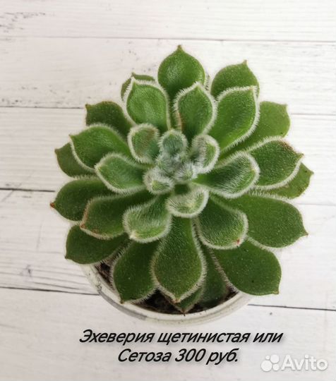 Суккуленты