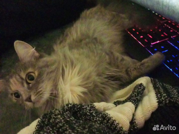 Вязка кошек бесплатно