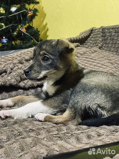 В очень добрые ручки очень замечательного ребенка