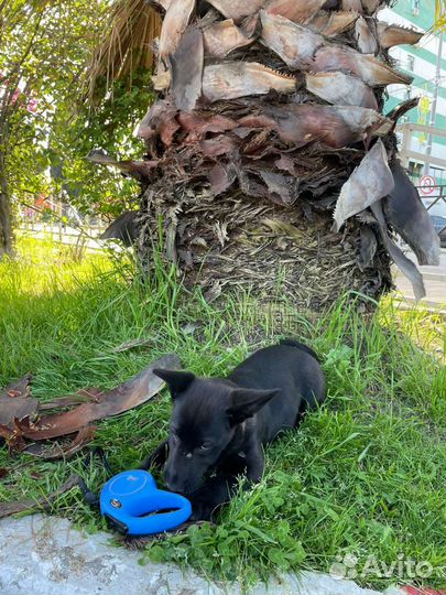 Умная собака, привита