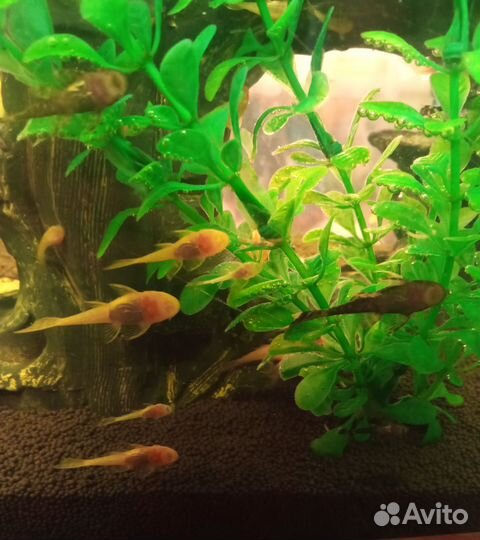 Сомики анциструсы