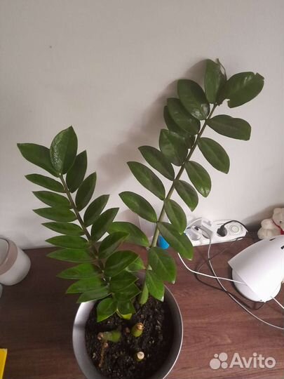 Замиокулькас