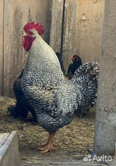 Петух породы Доминант в Сочи