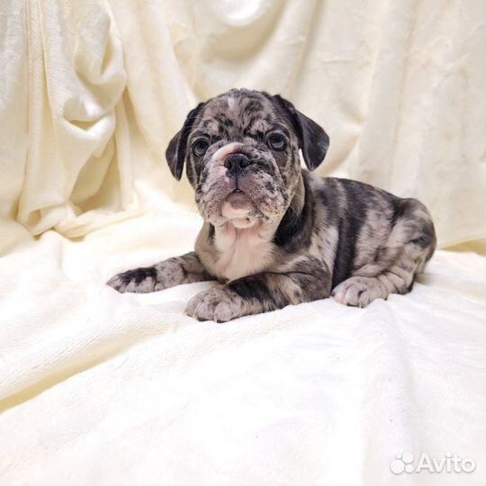 Французский бульдог щенки мерле
