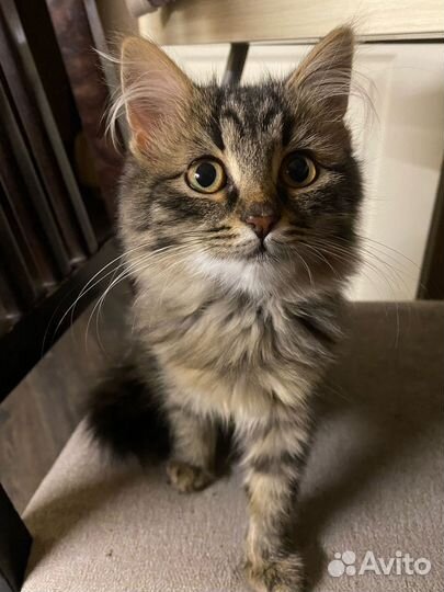 Котенок в добрые руки
