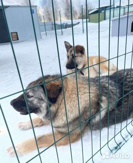 Собака для загородного дома в дар