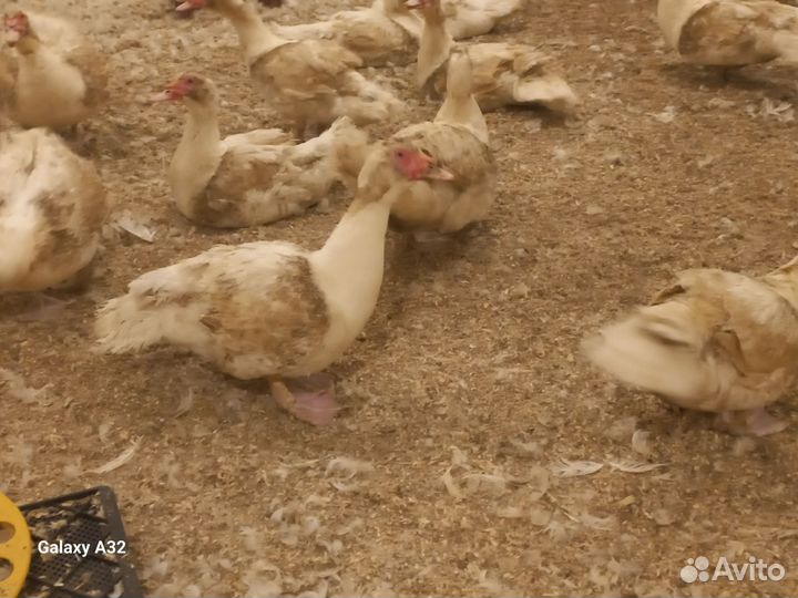 Утки мускусные самцы
