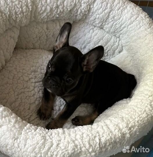 Чёрная жемчужина