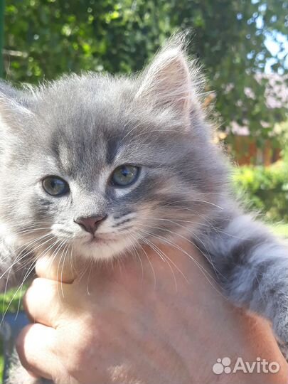 Котодети в добрые руки