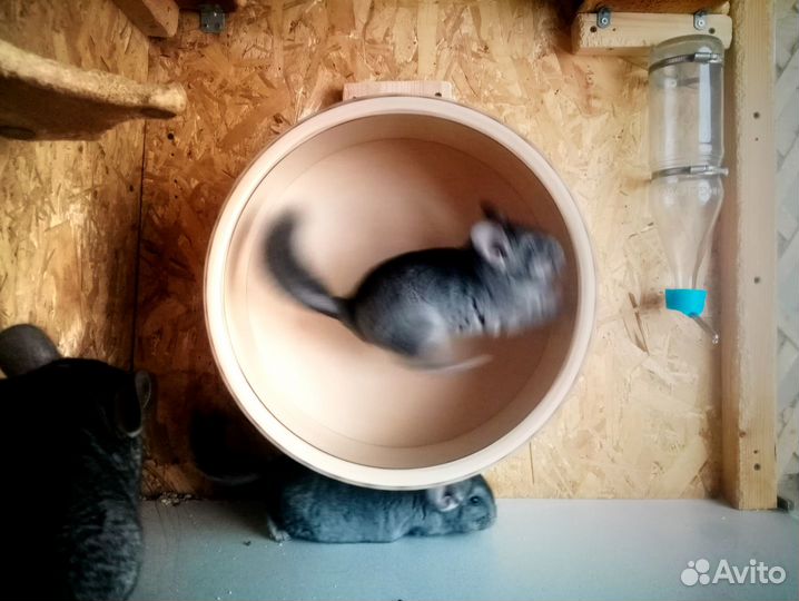 Шиншиллки мальчик и девочка