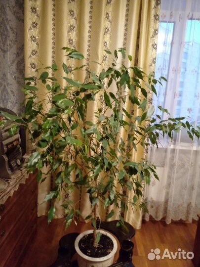 Бенджамина