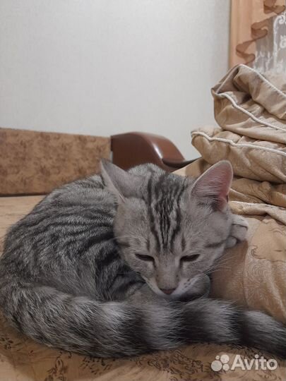 Ищем хозяев котику