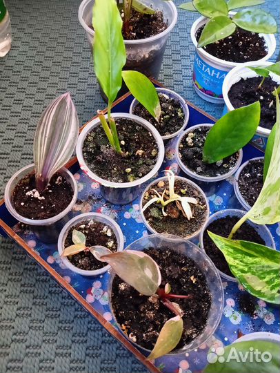 Комнатные растения, малыши