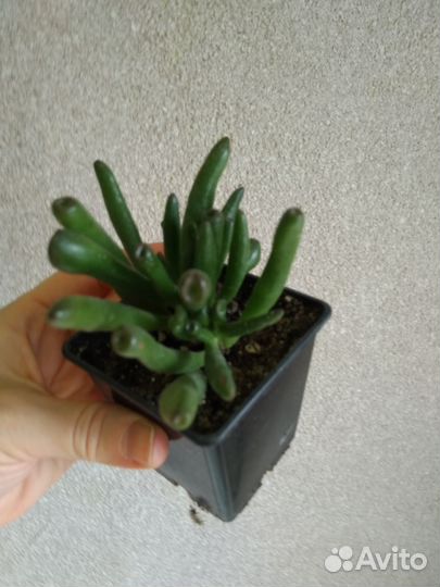 Цветы разное